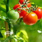 🗜️Klips för klätterväxter – Plastband för tomater och växtfästen 🌱🍅