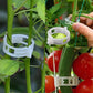 🗜️Klips för klätterväxter – Plastband för tomater och växtfästen 🌱🍅