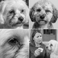 🐶🐱 50 % RABATT NU! ✨ Tårfläcksrengöring för Husdjur – Skonsam Daglig Ögonvård för Hundar & Katter 💕