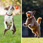Varm försäljning 50% rabatt🎁Smart Pet Bounce interaktiv boll🐶